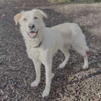 Thumbnail photo of Charlie #3