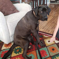 Thumbnail photo of Ellie #2