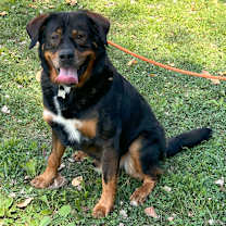 Thumbnail photo of Professor Cosmic Brownie a/k/a Dee-Ojee #2