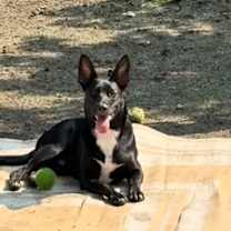 Thumbnail photo of Fig #3