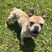 Thumbnail photo of Ravioli #1