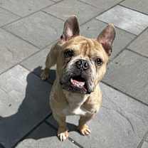 Thumbnail photo of Ravioli #3