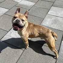 Thumbnail photo of Ravioli #4