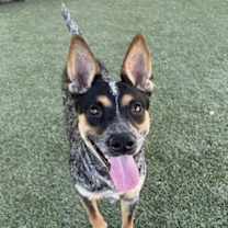 adopt-pet