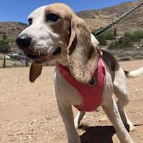 Thumbnail photo of Coco #2