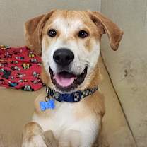 Thumbnail photo of Viper- City of Industry Location #2