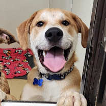 Thumbnail photo of Viper- City of Industry Location #3