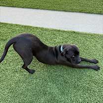 Thumbnail photo of Sweetie #2