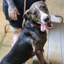 Thumbnail photo of Mimikyu #1