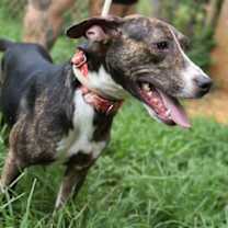 Thumbnail photo of Mimikyu #2