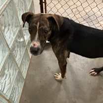 Thumbnail photo of Mimikyu #3