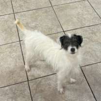 Thumbnail photo of Kato #3