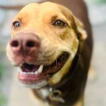 Thumbnail photo of Chloe #3