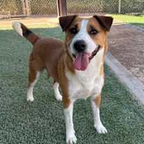 adopt-pet