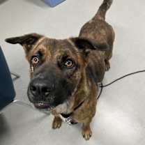 adopt-pet
