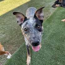 adopt-pet