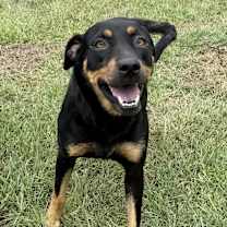 Thumbnail photo of Yukiko [Foster Home] #3