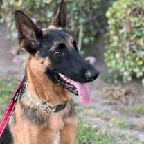 Thumbnail photo of Sirius - Adopt Me! #4