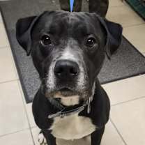 Thumbnail photo of Snoopy #1