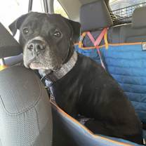 Thumbnail photo of Snoopy #2