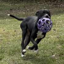 Thumbnail photo of Snoopy #3