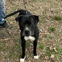 Thumbnail photo of Snoopy #4