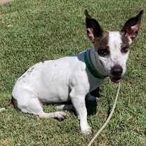 adopt-pet