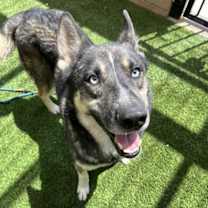 adopt-pet