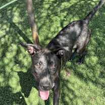 adopt-pet