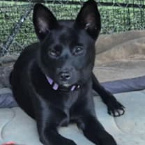 Thumbnail photo of MOLLY #2