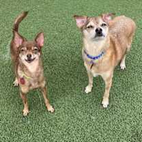 adopt-pet