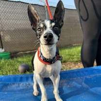 Thumbnail photo of Dante #3