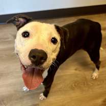 Thumbnail photo of Violet #3