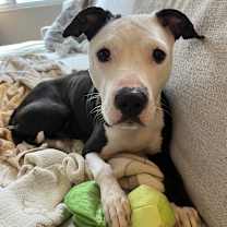 Thumbnail photo of Violet #2