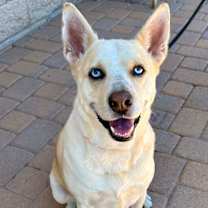 adopt-pet