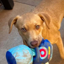 adopt-pet