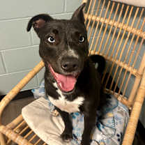 Thumbnail photo of Chloe #1