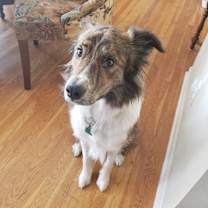 Thumbnail photo of Renly #4