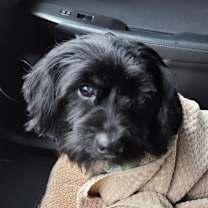 Thumbnail photo of Nemo #3