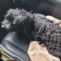 Thumbnail photo of Nemo #4