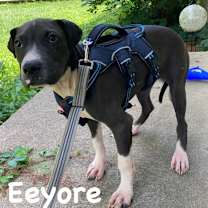 Thumbnail photo of Augie #1