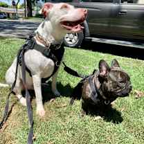 Thumbnail photo of Taz #1