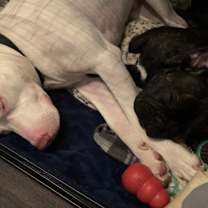 Thumbnail photo of Taz #3