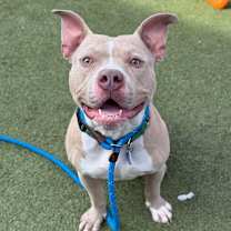adopt-pet