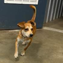 Thumbnail photo of Batman #4