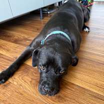 Thumbnail photo of Sweetie #4