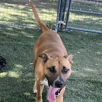 adopt-pet