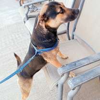 Thumbnail photo of Negra #1