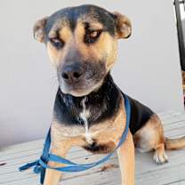 Thumbnail photo of Negra #2