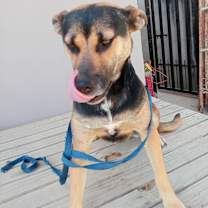 Thumbnail photo of Negra #3